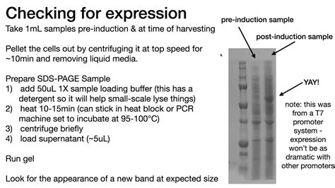 pre and post induction gel.